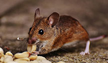 24 Hour & Emergency Exterminators in Needmore, NC